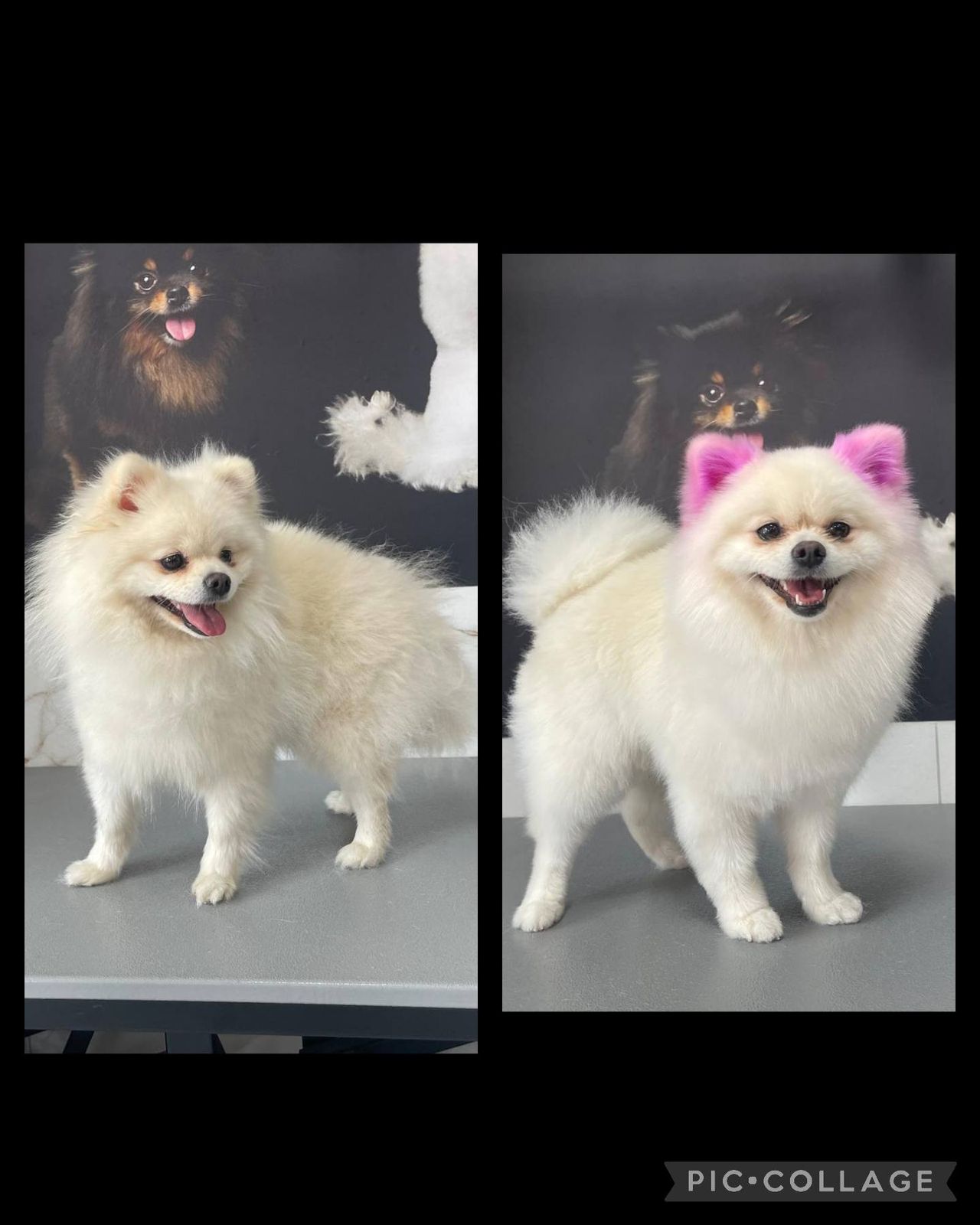 Hondje met een strikje na de salon