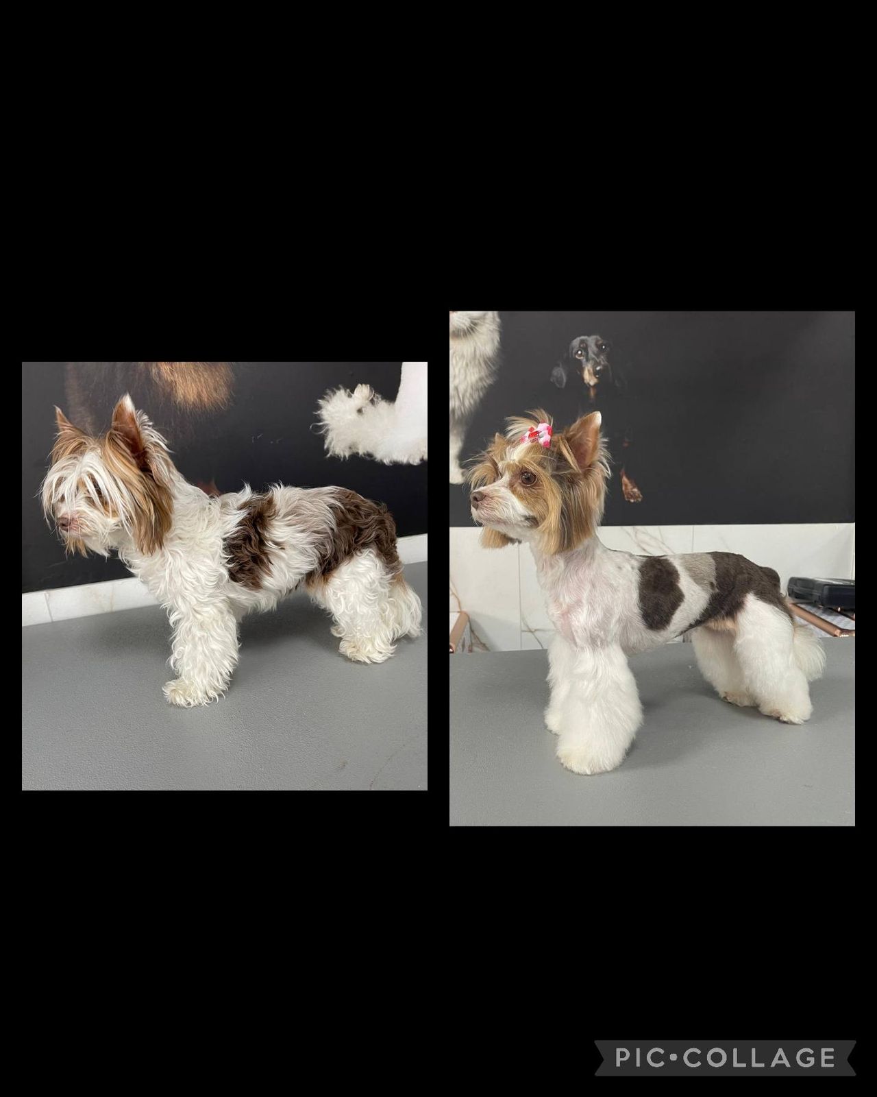 Twee witte honden, mooi verzorgd