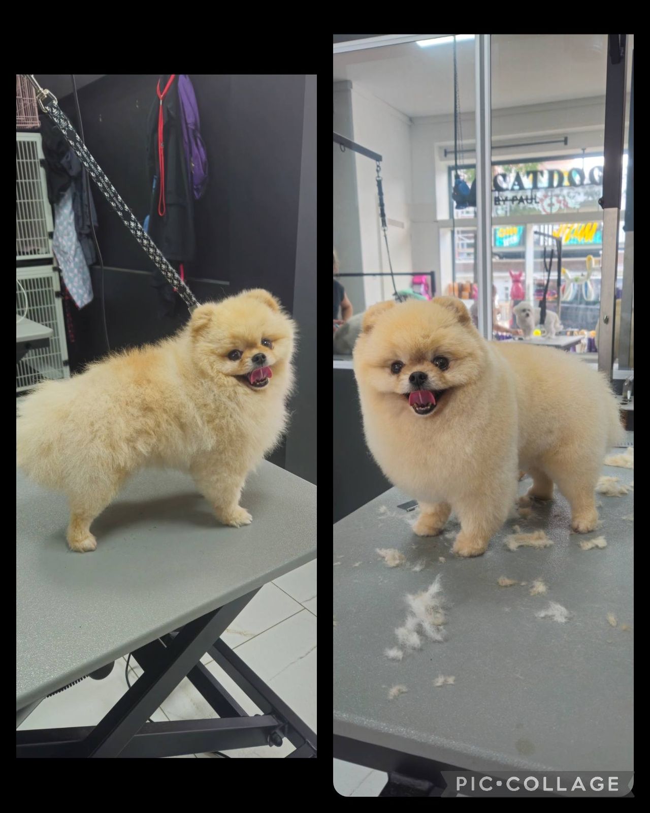 Pluizige Pomeranians na een trimbeurt