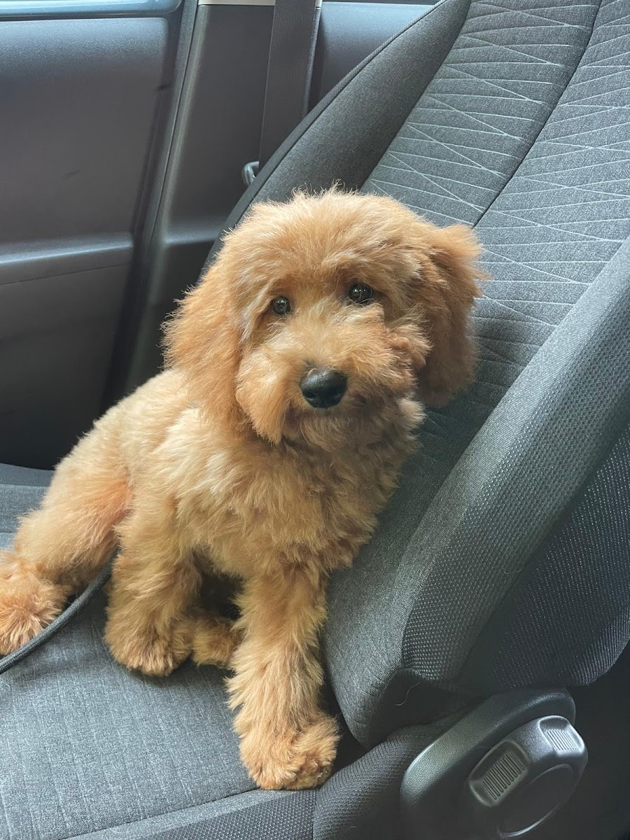Een pluizige pup